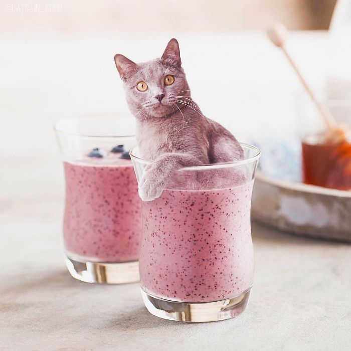 I Photoshop Cats Into Food