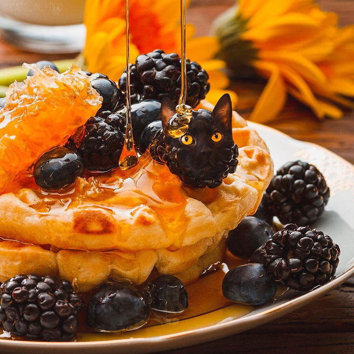 I Photoshop Cats Into Food