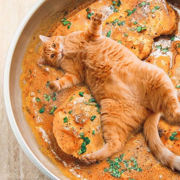 I Photoshop Cats Into Food