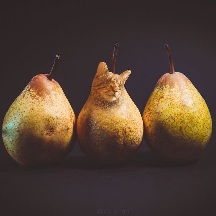 I Photoshop Cats Into Food