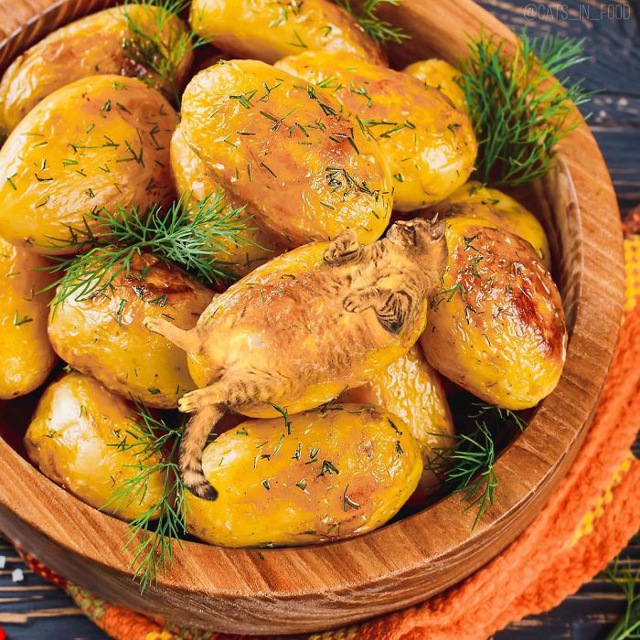 I Photoshop Cats Into Food