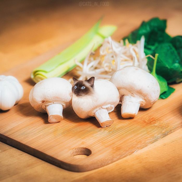 I Photoshop Cats Into Food