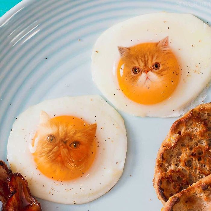 I Photoshop Cats Into Food
