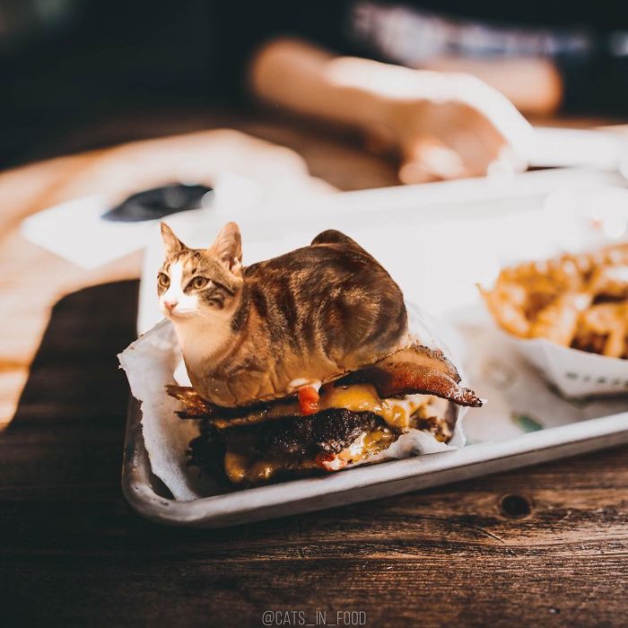 I Photoshop Cats Into Food