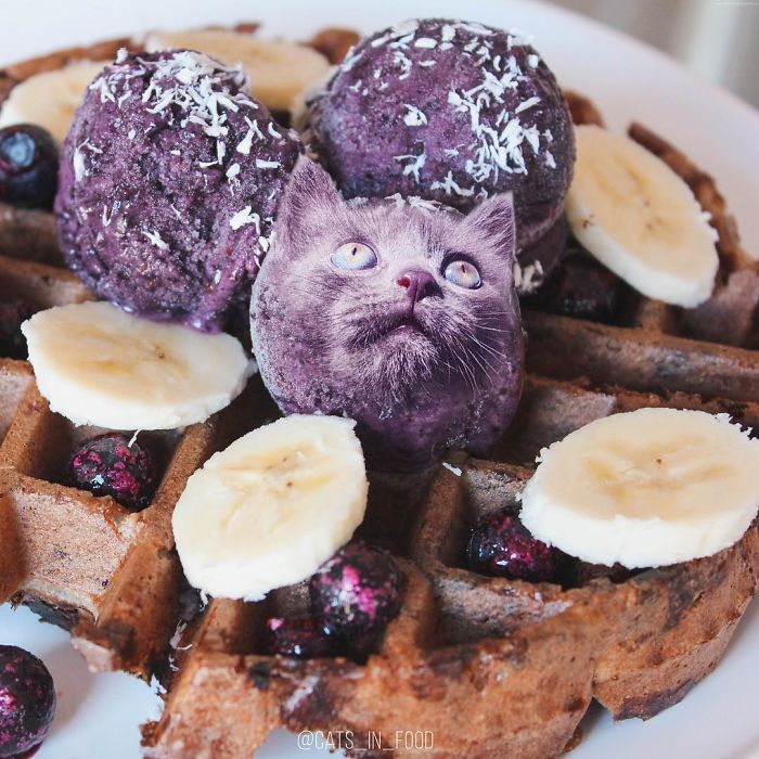 I Photoshop Cats Into Food