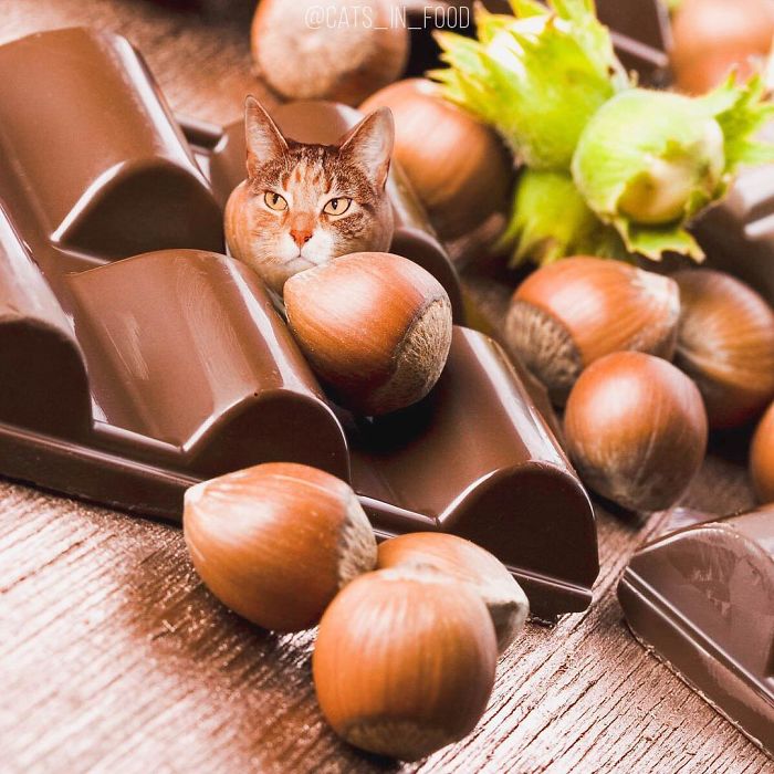 I Photoshop Cats Into Food