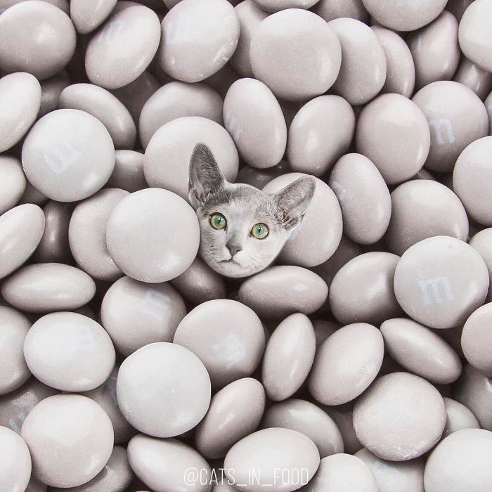 I Photoshop Cats Into Food