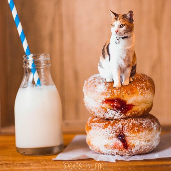 I Photoshop Cats Into Food