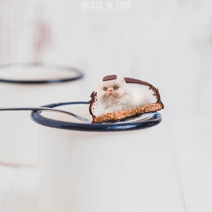 I Photoshop Cats Into Food