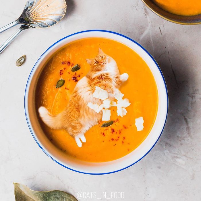 I Photoshop Cats Into Food
