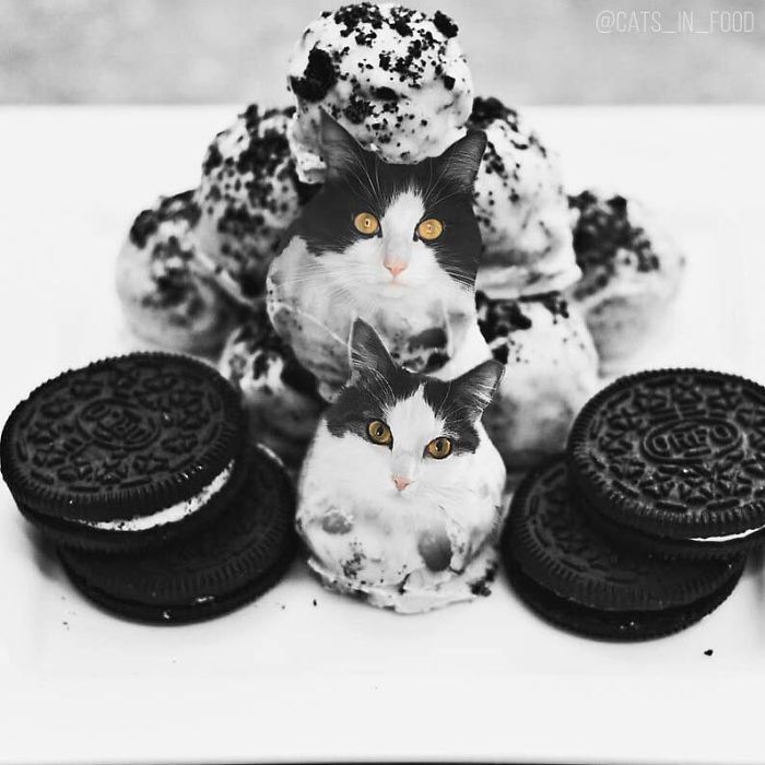 I Photoshop Cats Into Food