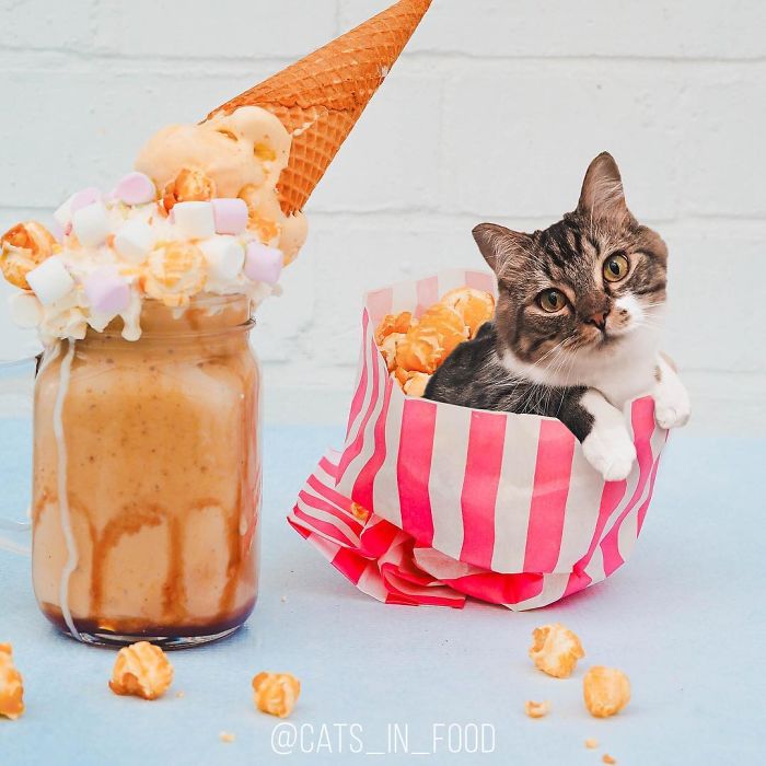 I Photoshop Cats Into Food