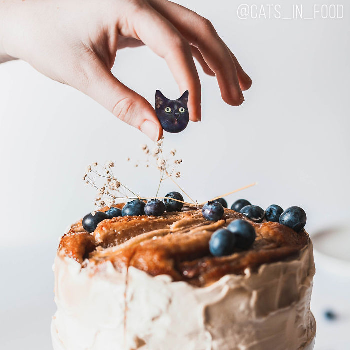 I Photoshop Cats Into Food