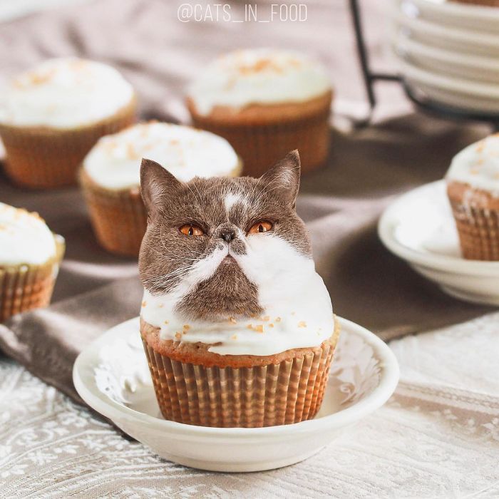 I Photoshop Cats Into Food