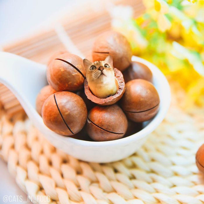 I Photoshop Cats Into Food