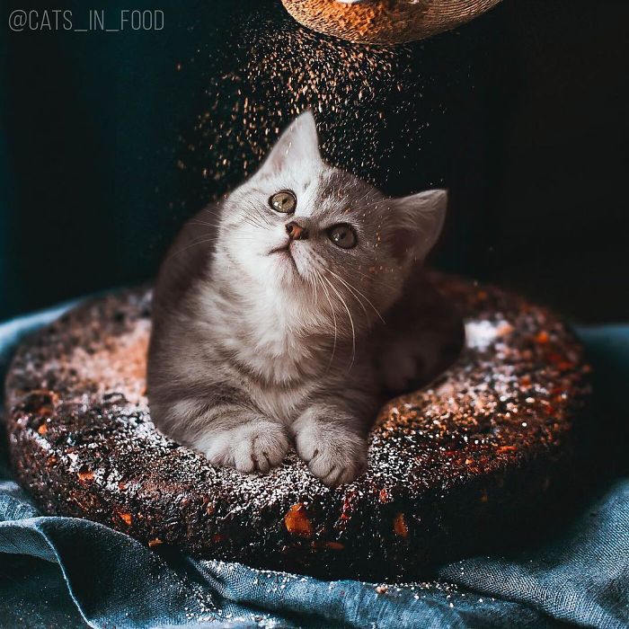 I Photoshop Cats Into Food