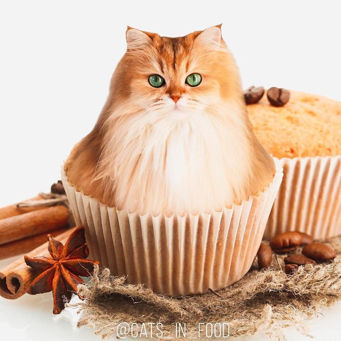 I Photoshop Cats Into Food