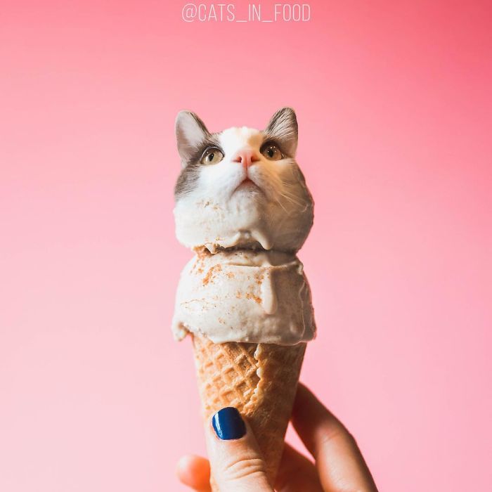 I Photoshop Cats Into Food