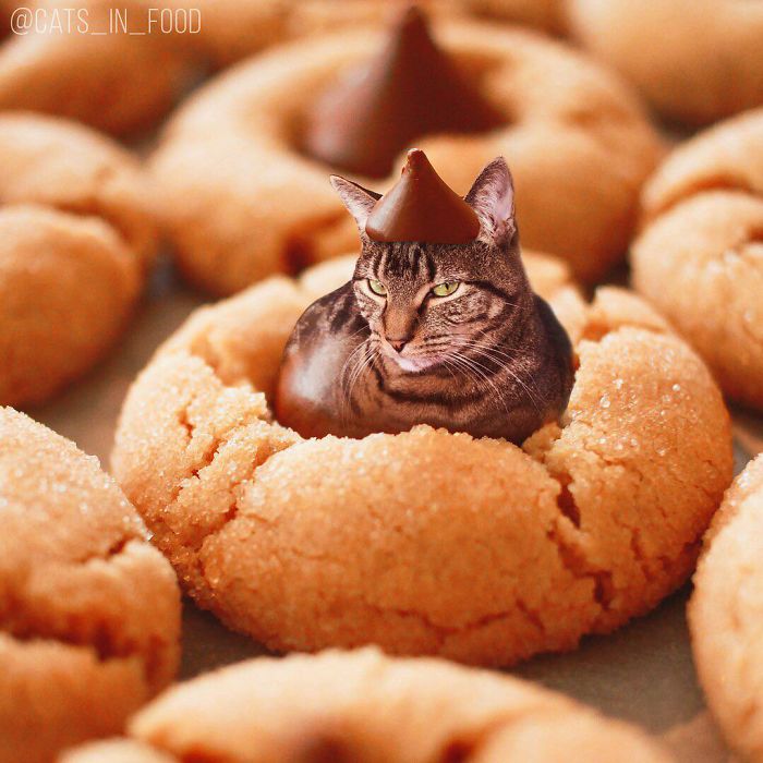 I Photoshop Cats Into Food