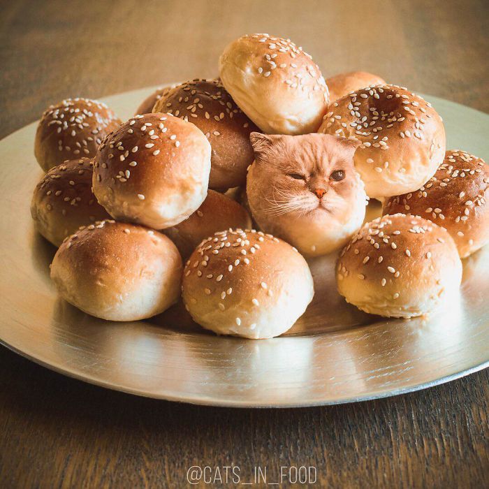 I Photoshop Cats Into Food