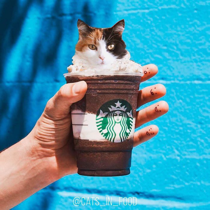 I Photoshop Cats Into Food