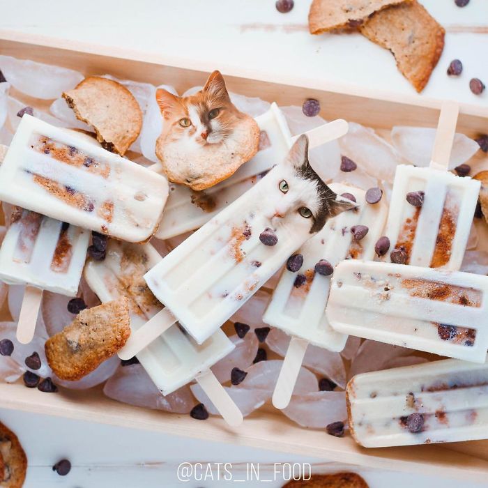 I Photoshop Cats Into Food