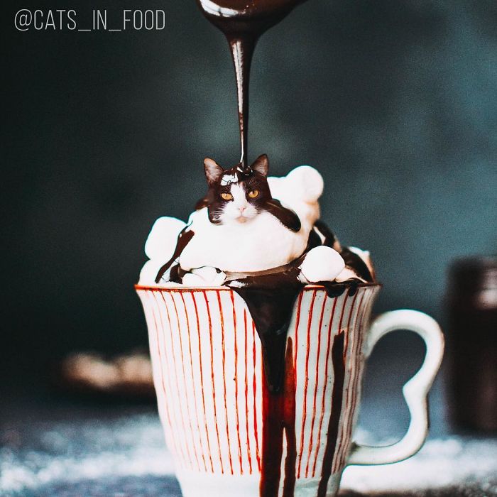 I Photoshop Cats Into Food