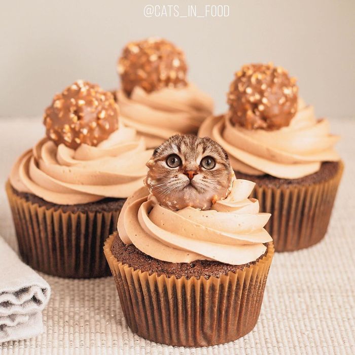 I Photoshop Cats Into Food