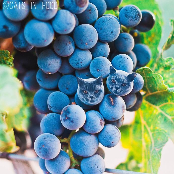 I Photoshop Cats Into Food