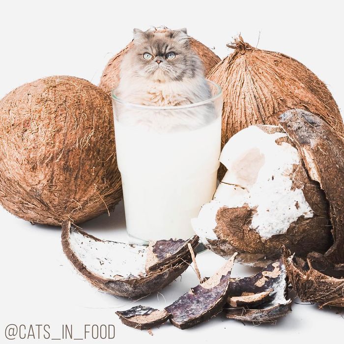 I Photoshop Cats Into Food