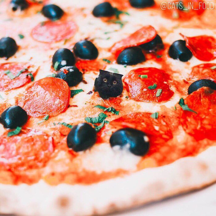 I Photoshop Cats Into Food