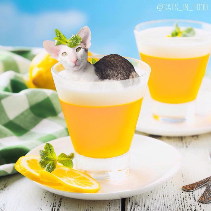 I Photoshop Cats Into Food