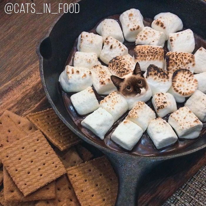 I Photoshop Cats Into Food