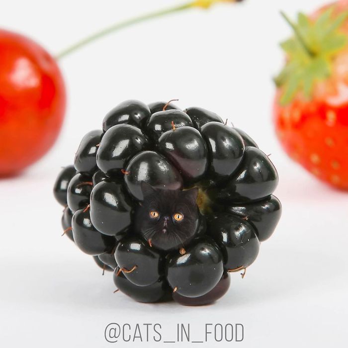 I Photoshop Cats Into Food