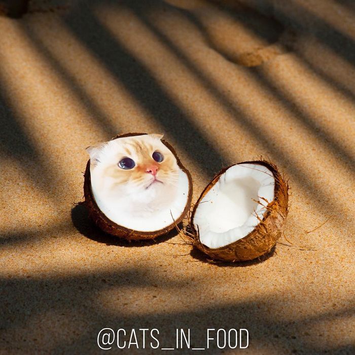 I Photoshop Cats Into Food