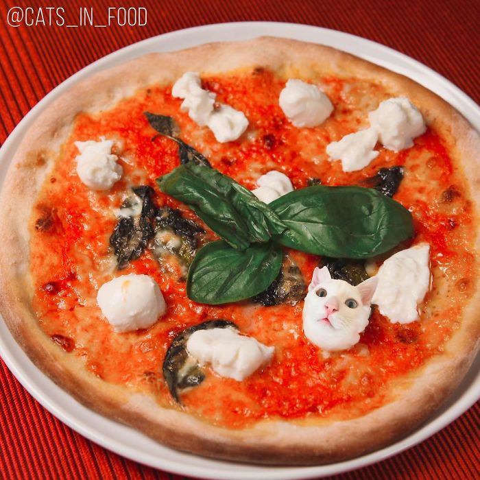 I Photoshop Cats Into Food