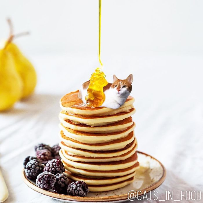 I Photoshop Cats Into Food