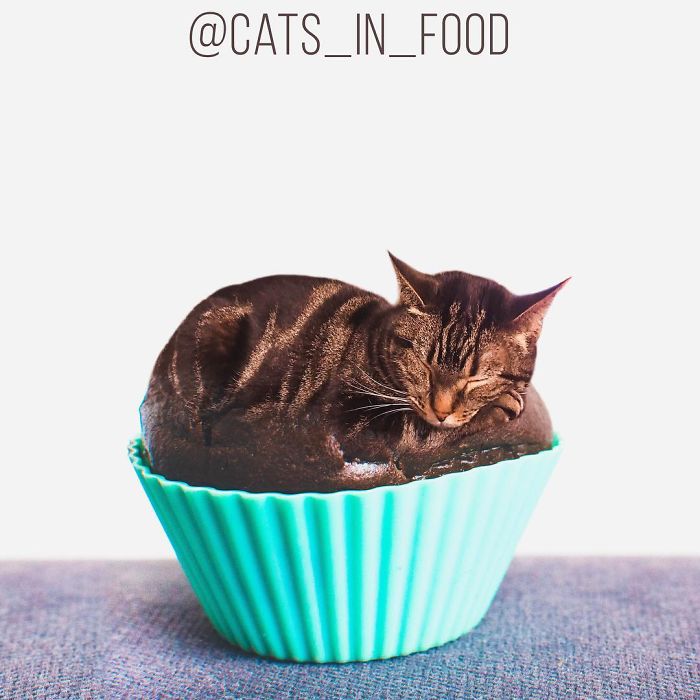 I Photoshop Cats Into Food