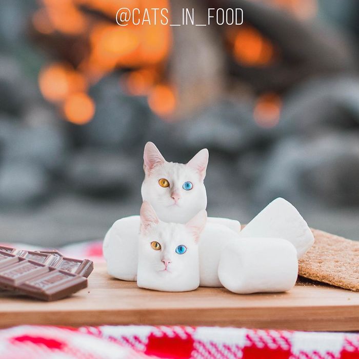 I Photoshop Cats Into Food