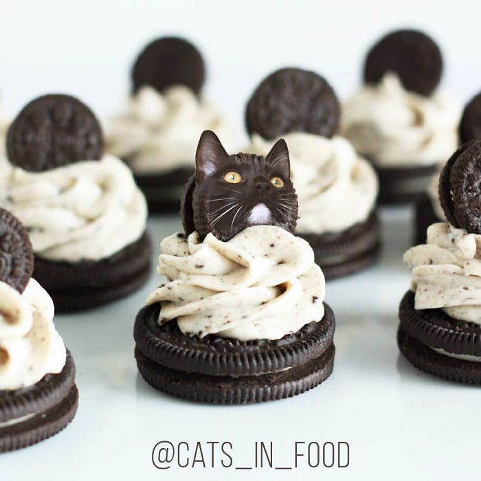 I Photoshop Cats Into Food