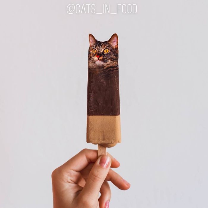 I Photoshop Cats Into Food