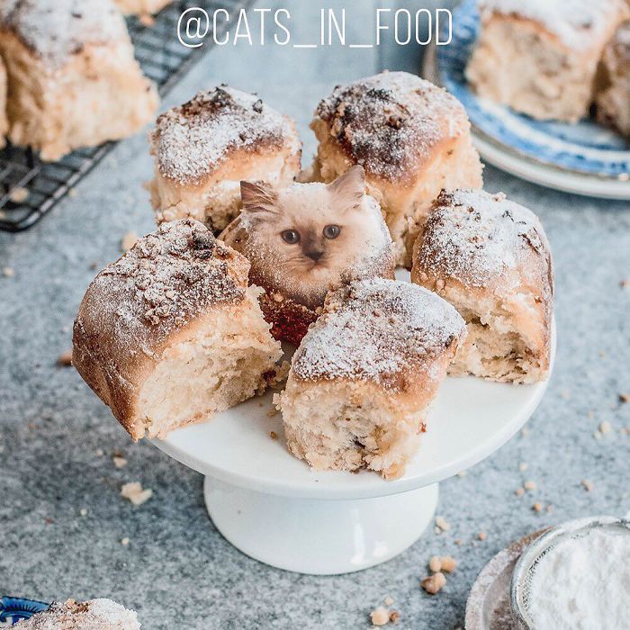 I Photoshop Cats Into Food