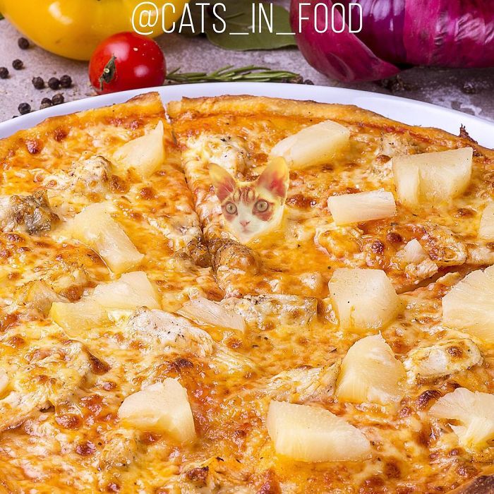 I Photoshop Cats Into Food