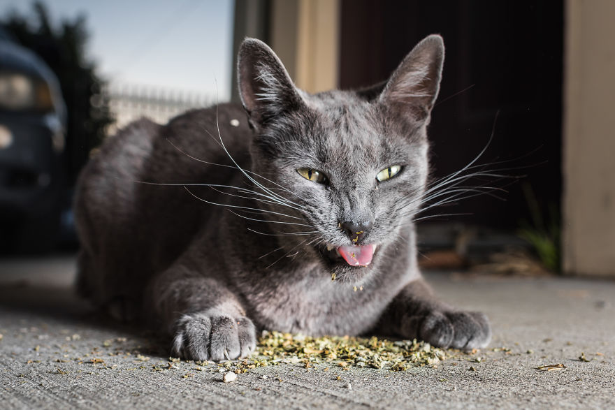 I Take Photos Of Cats High On Catnip.