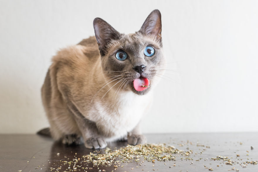 I Take Photos Of Cats High On Catnip.
