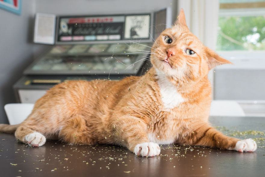 I Take Photos Of Cats High On Catnip.