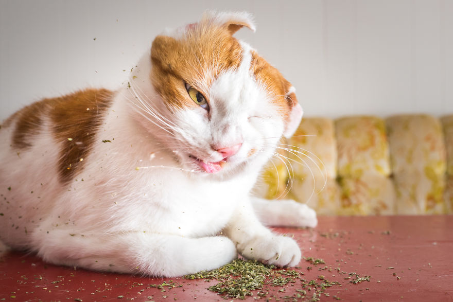 I Take Photos Of Cats High On Catnip.
