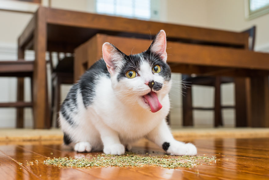 I Take Photos Of Cats High On Catnip.