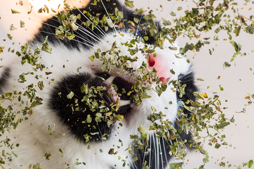 I Take Photos Of Cats High On Catnip.