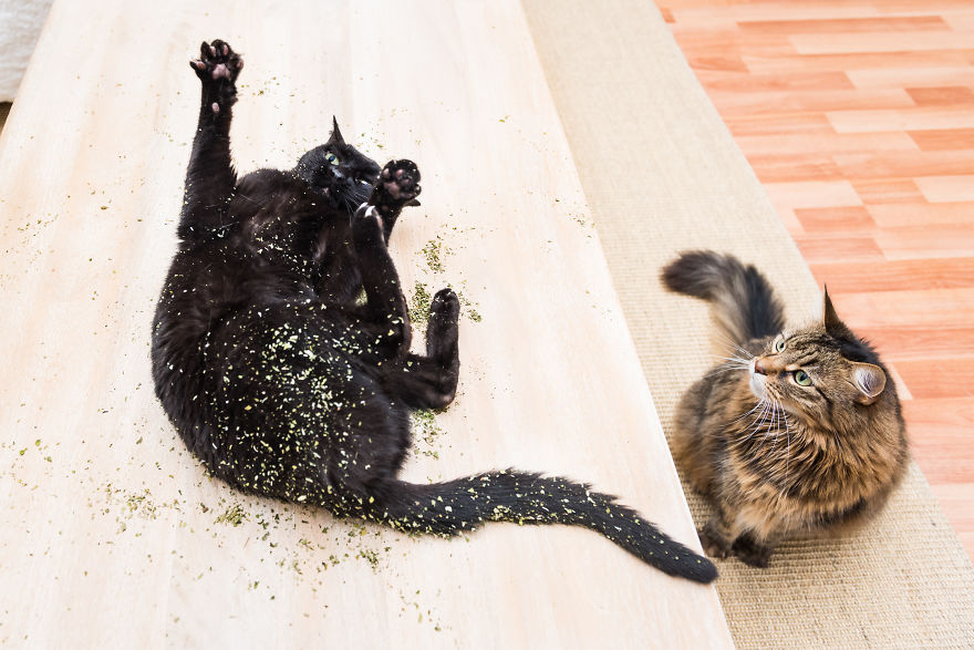 I Take Photos Of Cats High On Catnip.